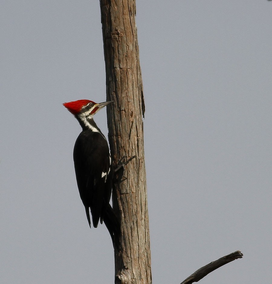 Pileated Woodpecker - Carly Wainwright