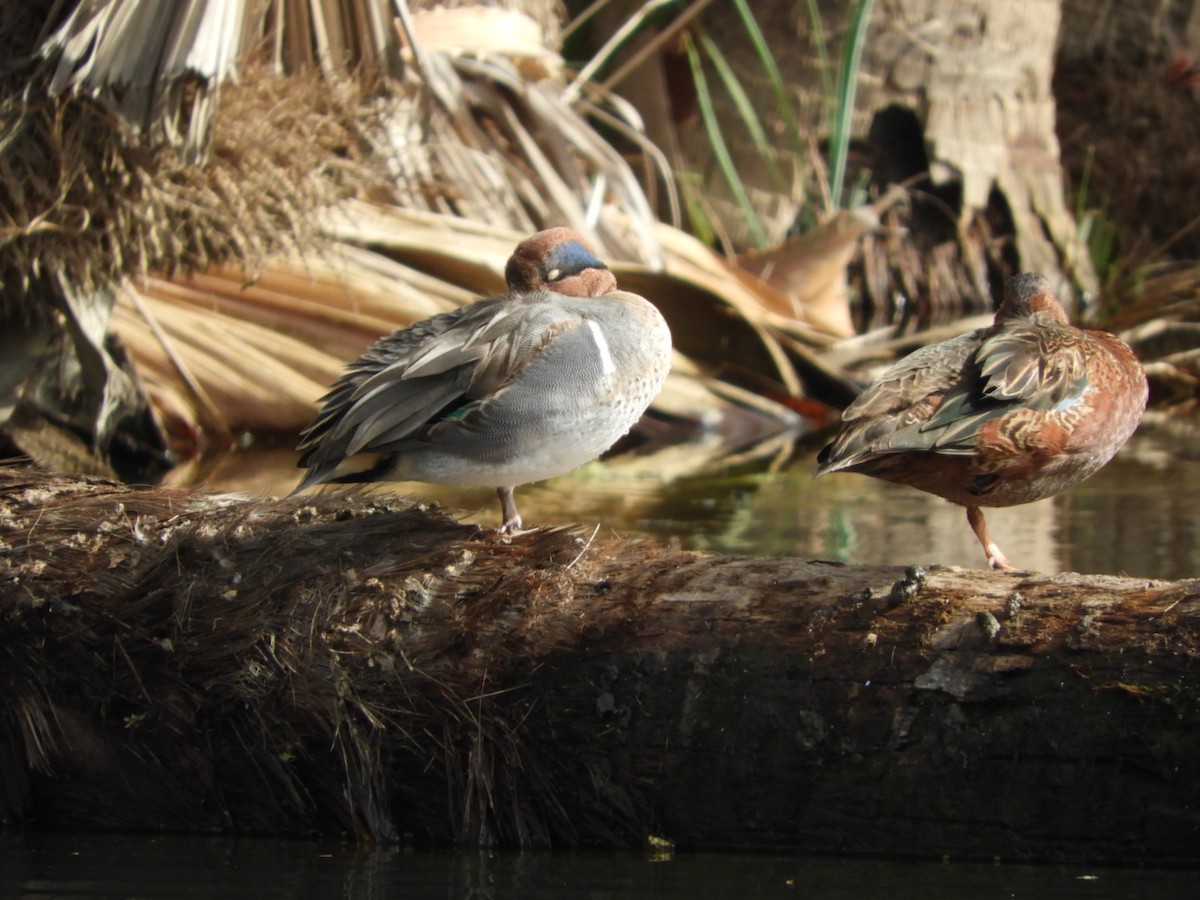 Green-winged Teal - ML397674031