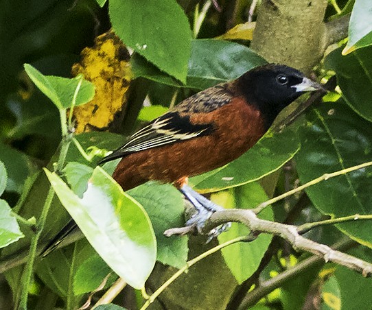 Orchard Oriole - ML39767461