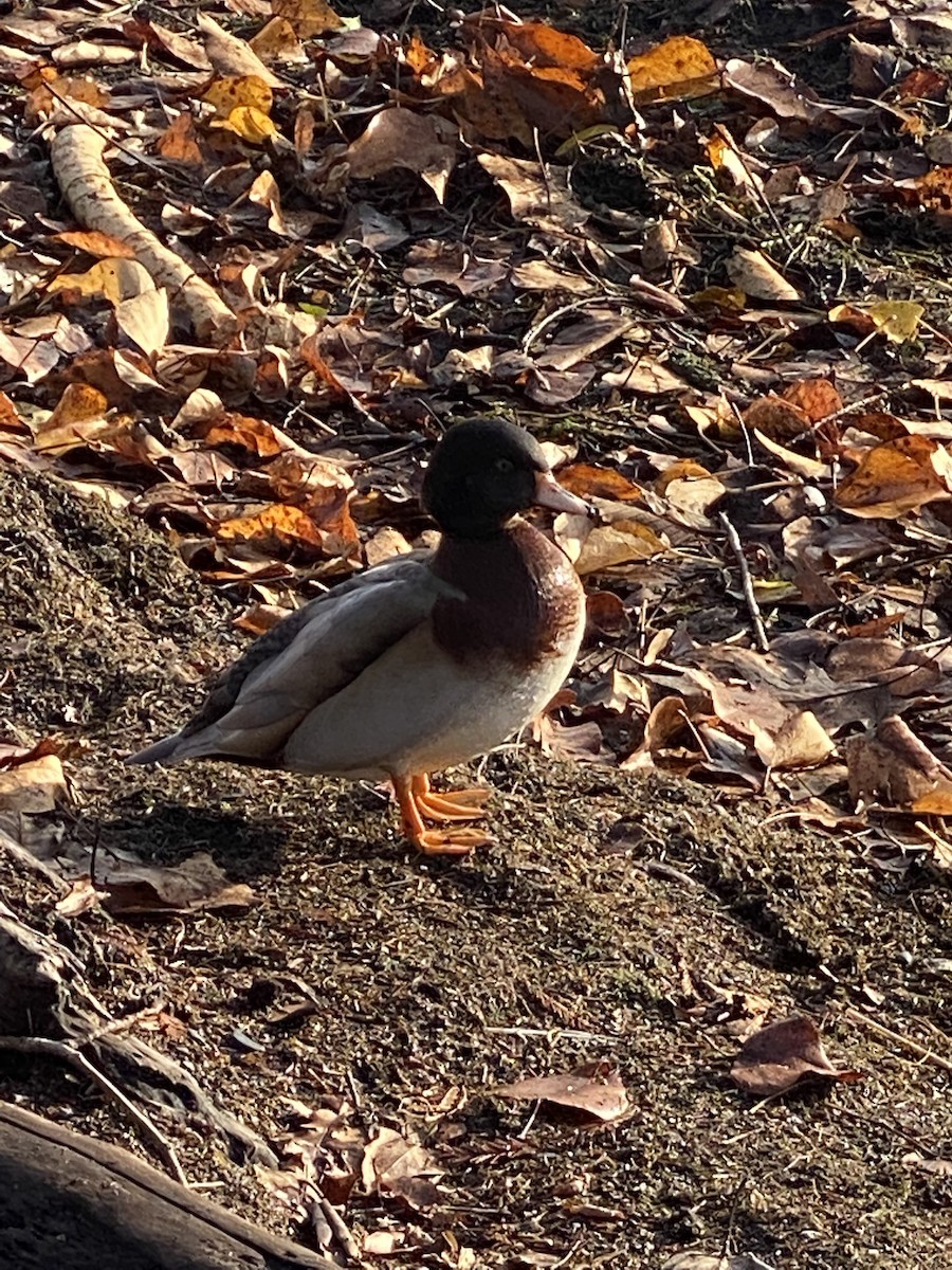 Wood Duck x Mallard (hybrid) - ML397674761