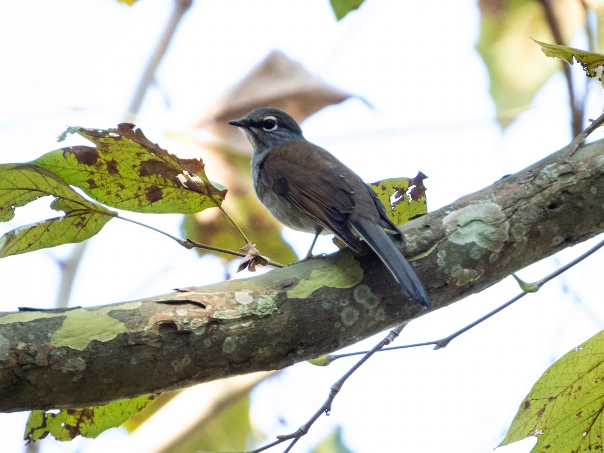 Brown-backed Solitaire - ML397675461