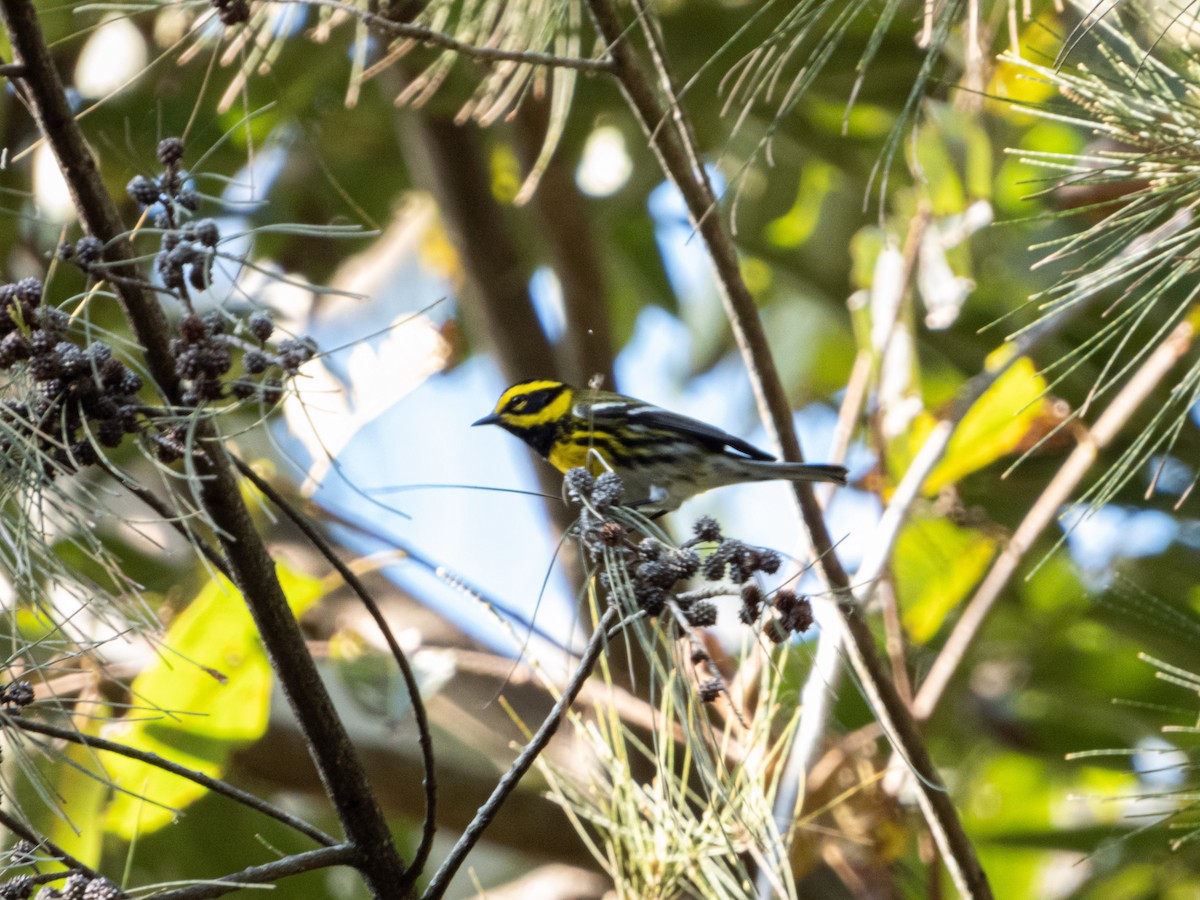 Townsend's Warbler - ML397675581