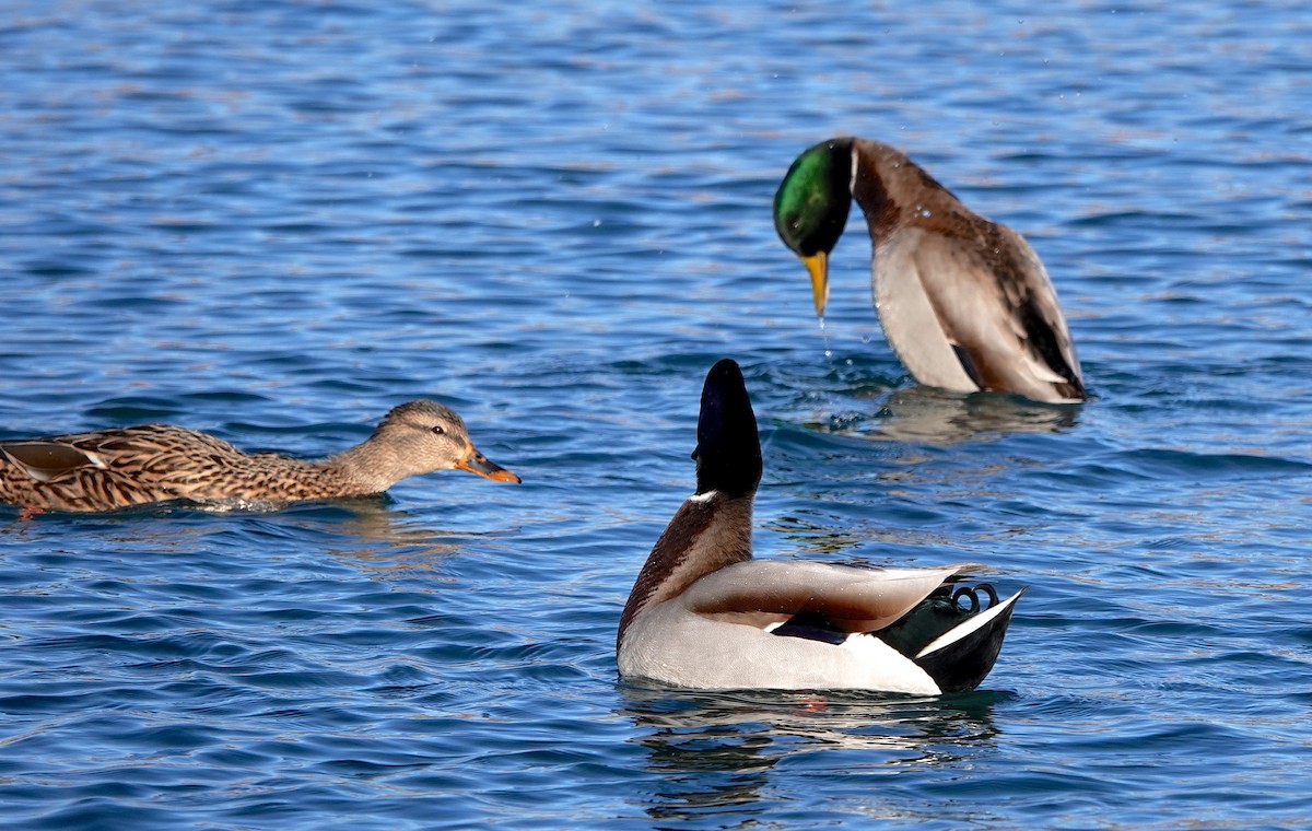 Mallard - Mary Kvasnic