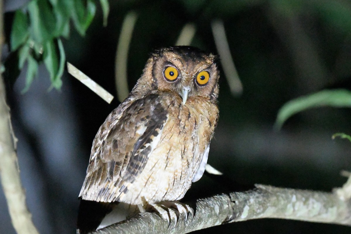 Tawny-bellied Screech-Owl - ML397677171