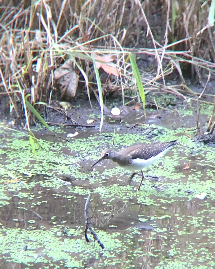 Solitary Sandpiper - ML397677551