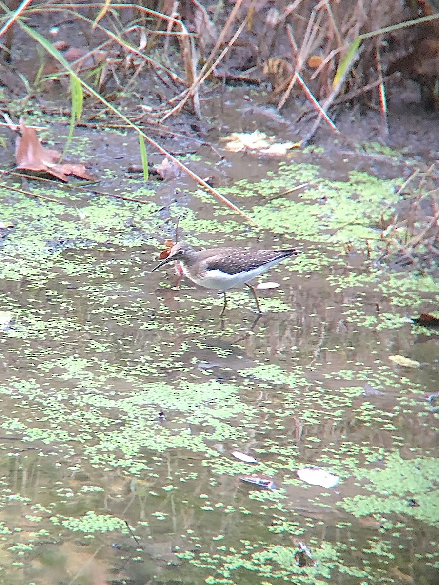 Solitary Sandpiper - ML397677561