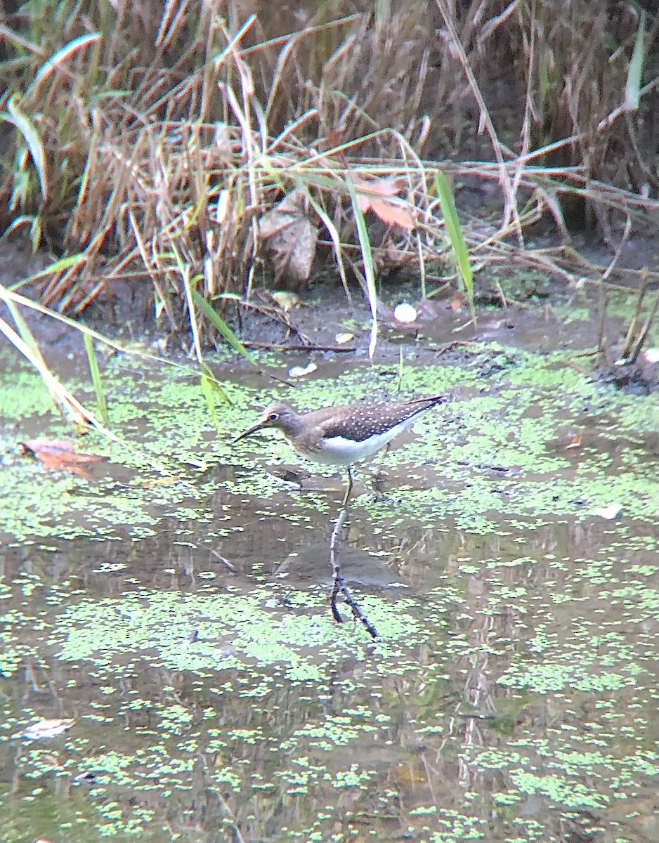 Solitary Sandpiper - ML397677571