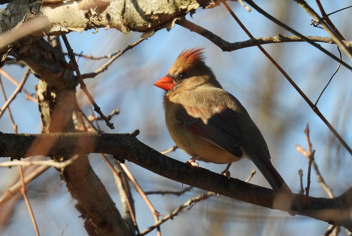 Northern Cardinal - ML397677681