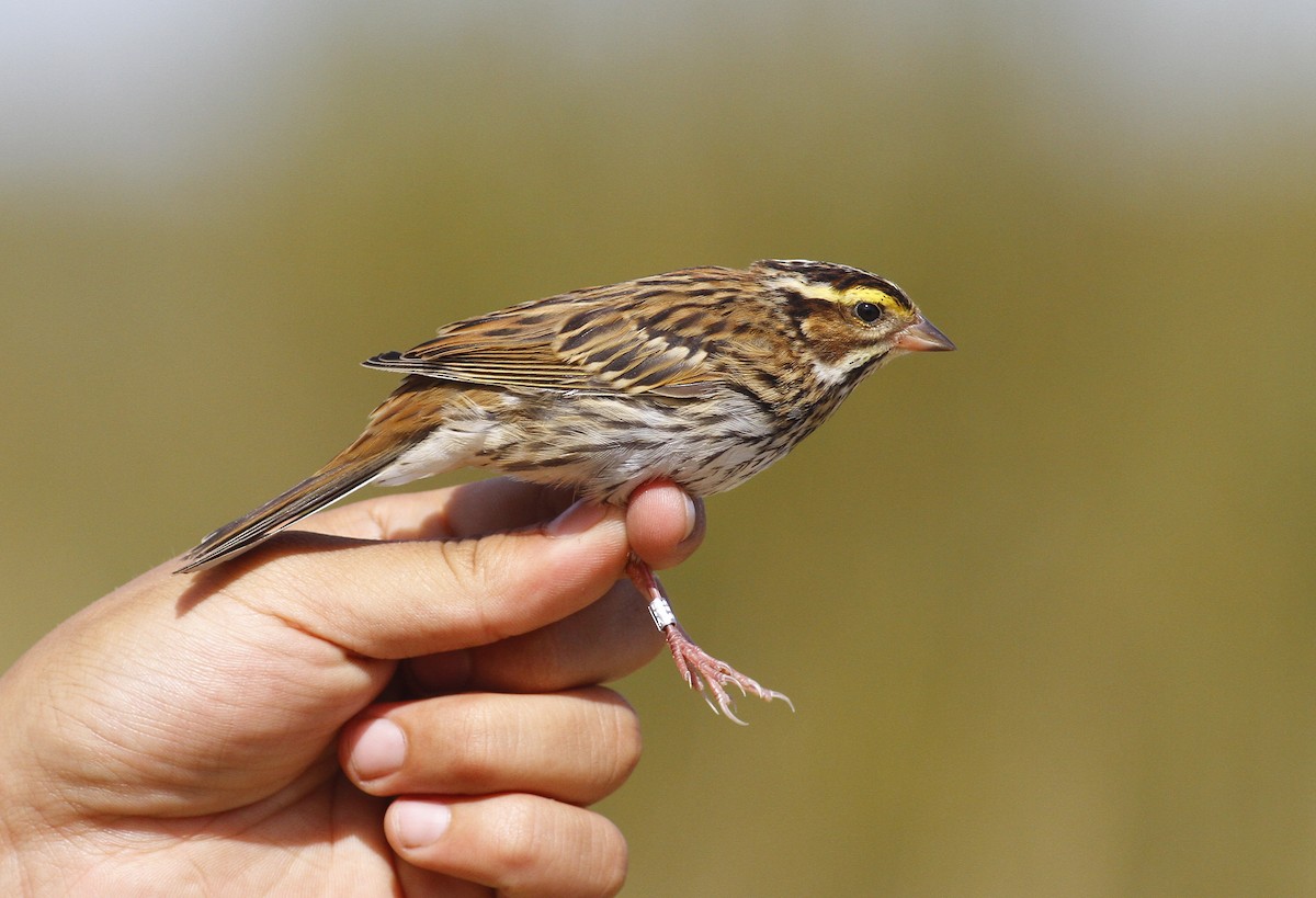 Yellow-browed Bunting - ML397677921