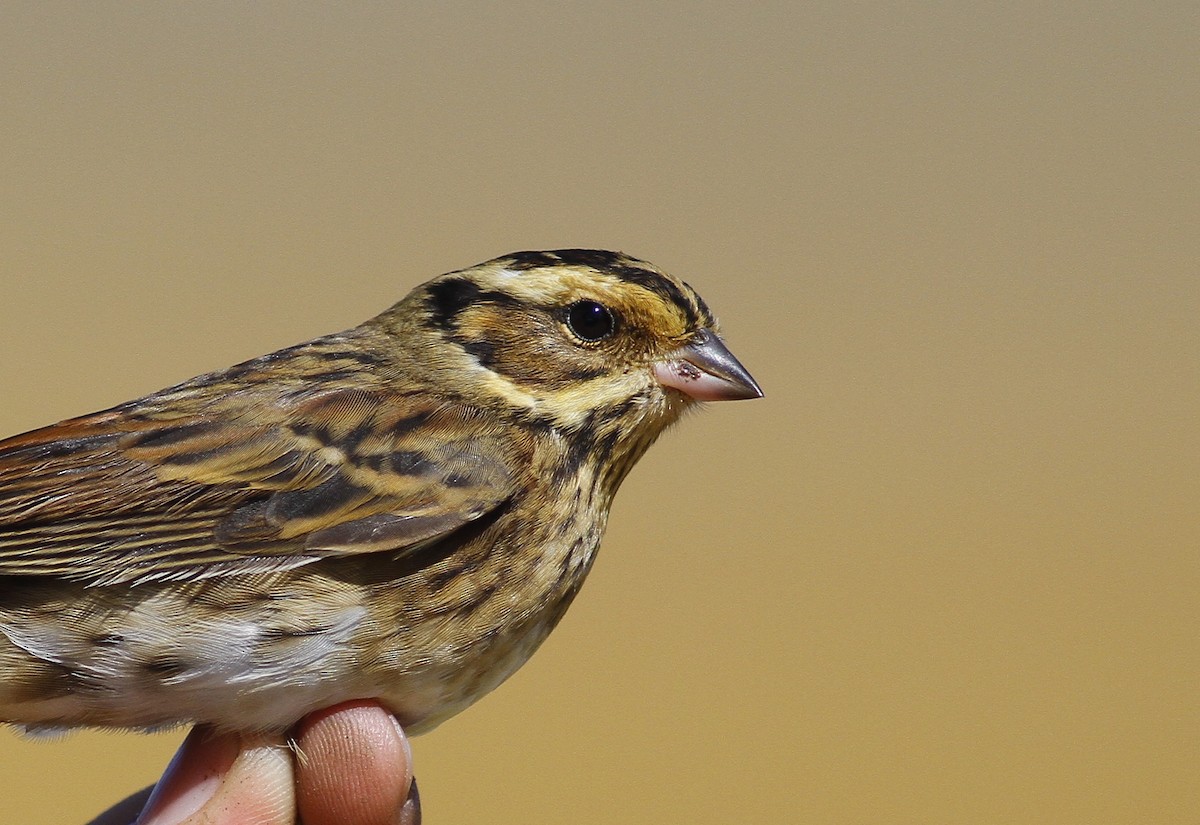 Tristram's Bunting - Tuvshintugs Sukhbaatar