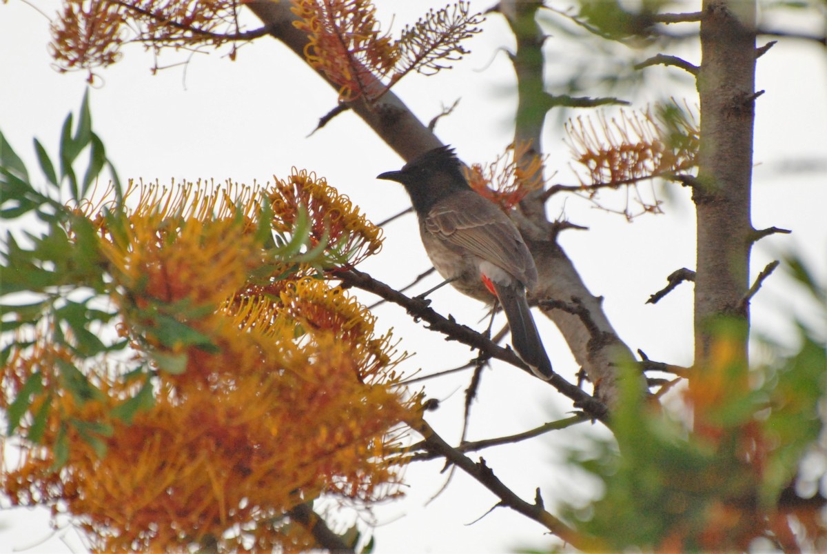 Bulbul Cafre - ML397678221