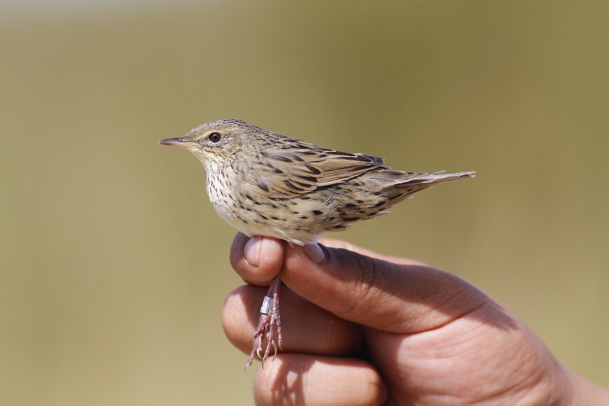 Lanceolated Warbler - Tuvshintugs Sukhbaatar