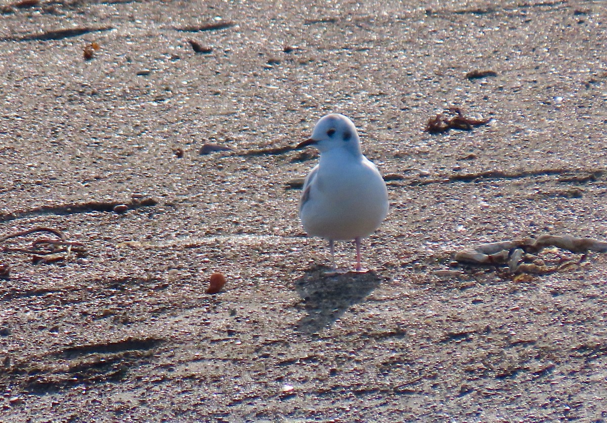 Bonaparte's Gull - ML397679491