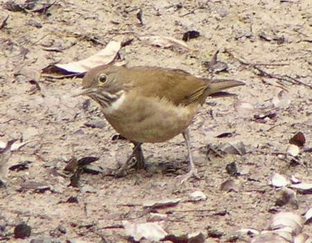 White-throated Thrush - ML397680631