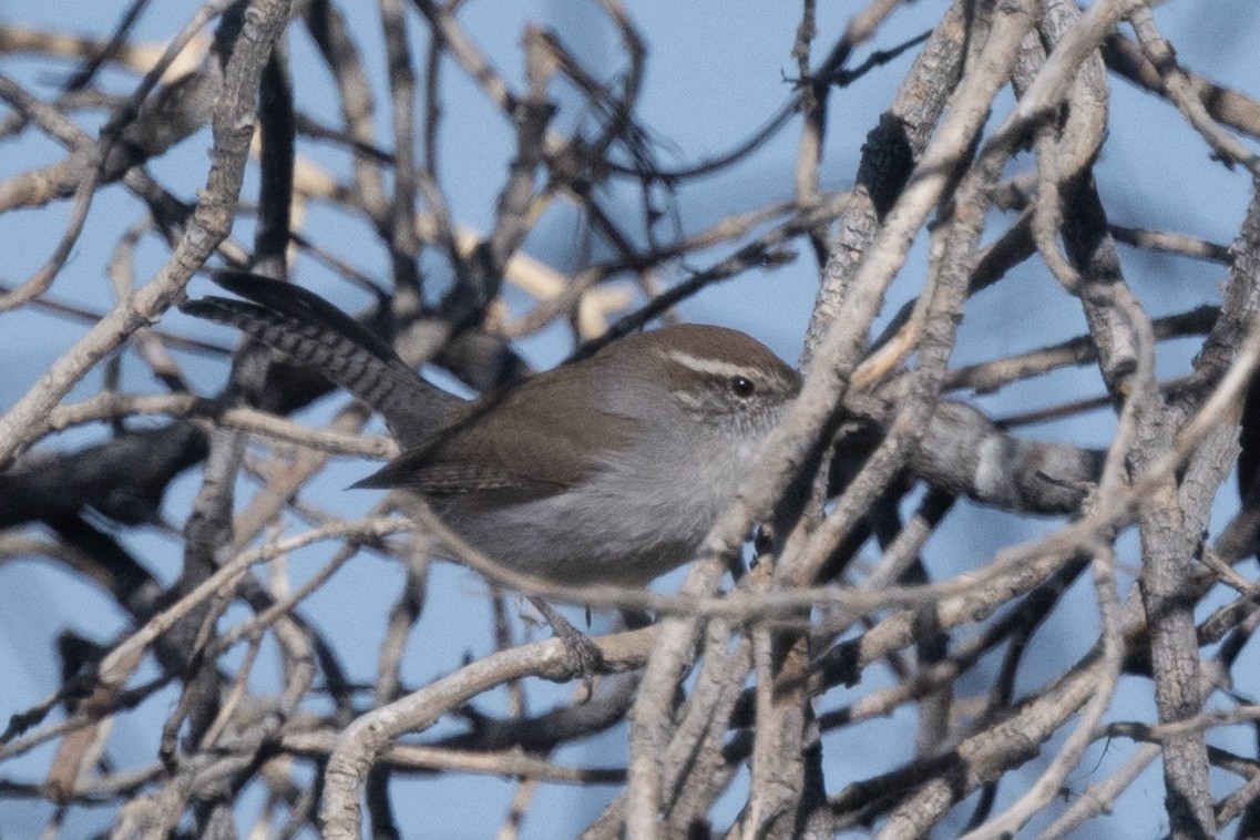 Bewick's Wren - ML397680831