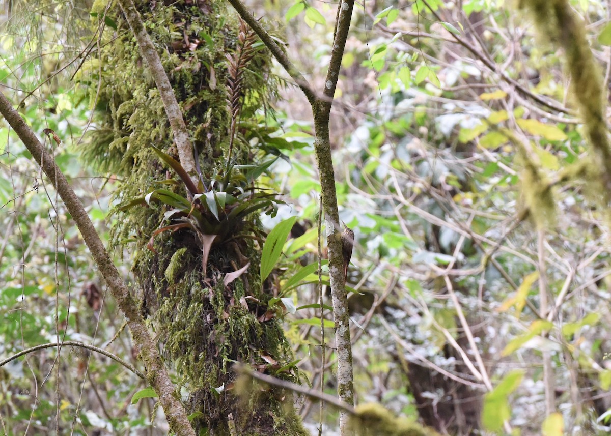 Ivory-billed Woodcreeper - ML397681841