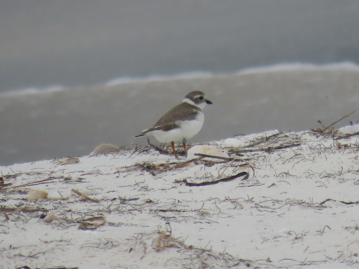 Piping Plover - ML397682911