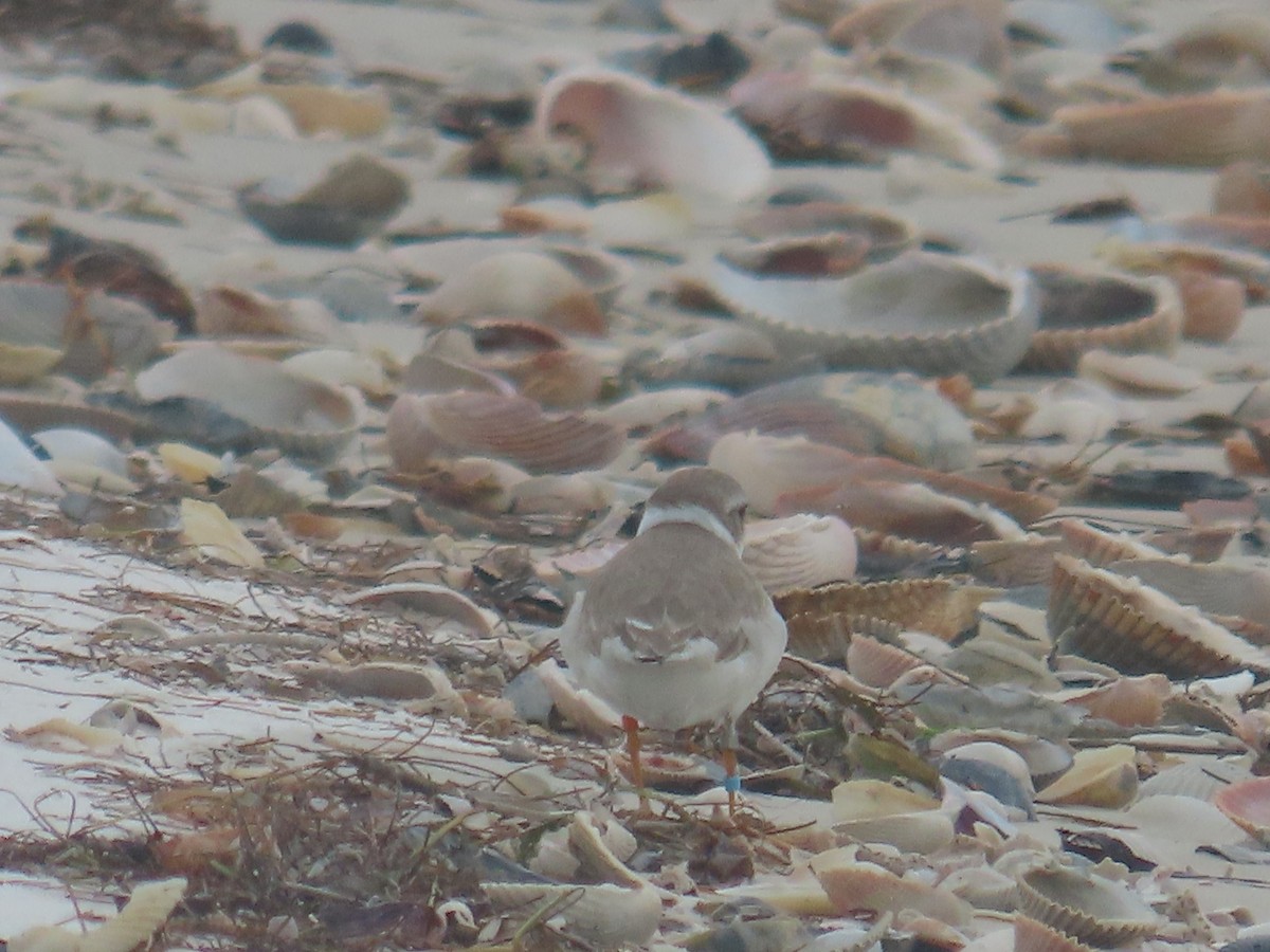 Piping Plover - ML397683041