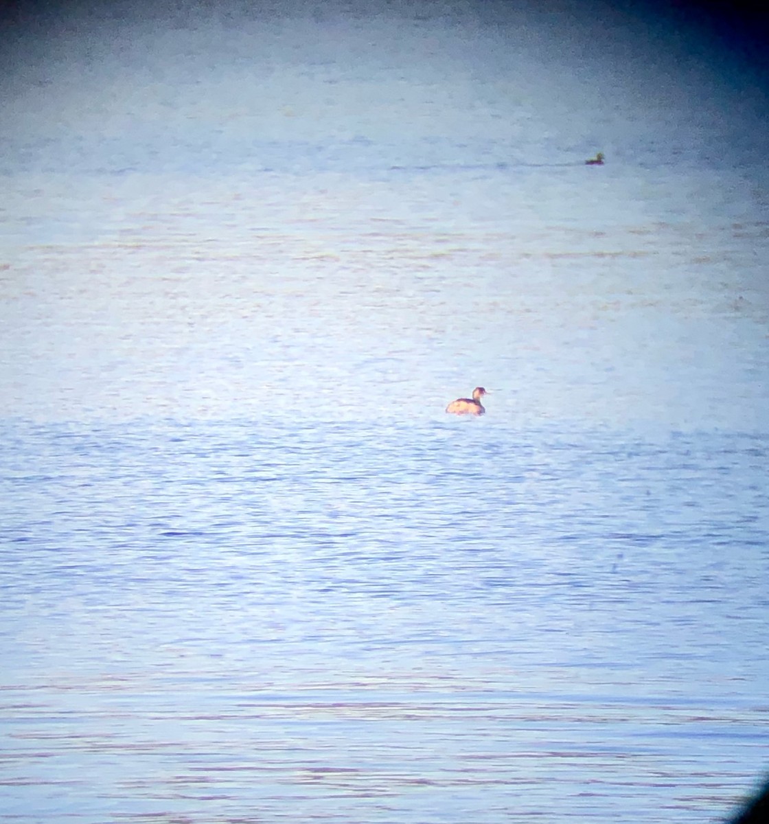 Eared Grebe - ML397684251