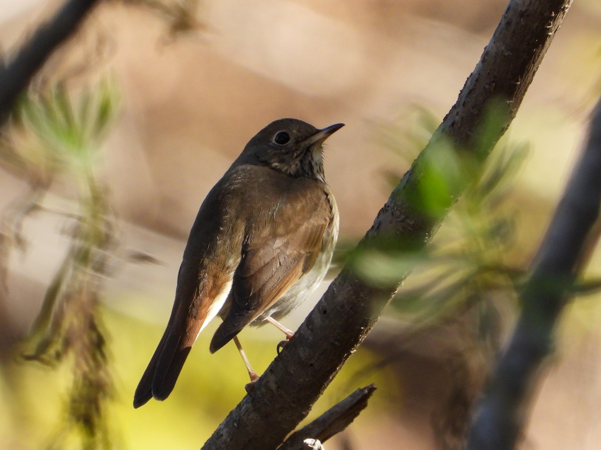 Hermit Thrush - ML397684821