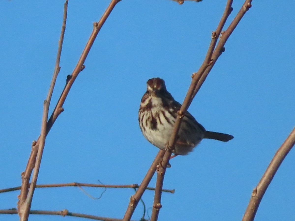 Song Sparrow - ML397685911