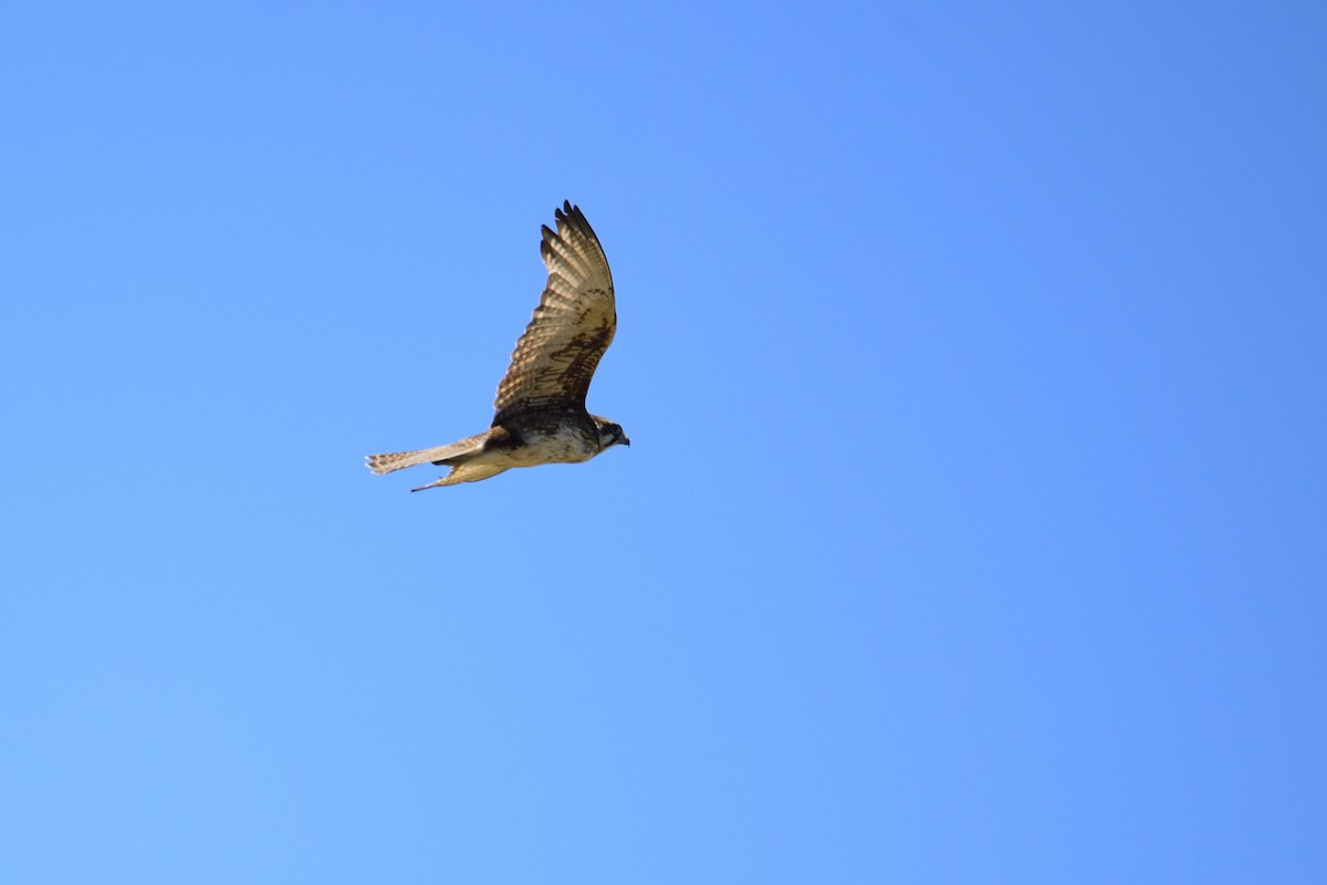 Brown Falcon - Ken Crawley