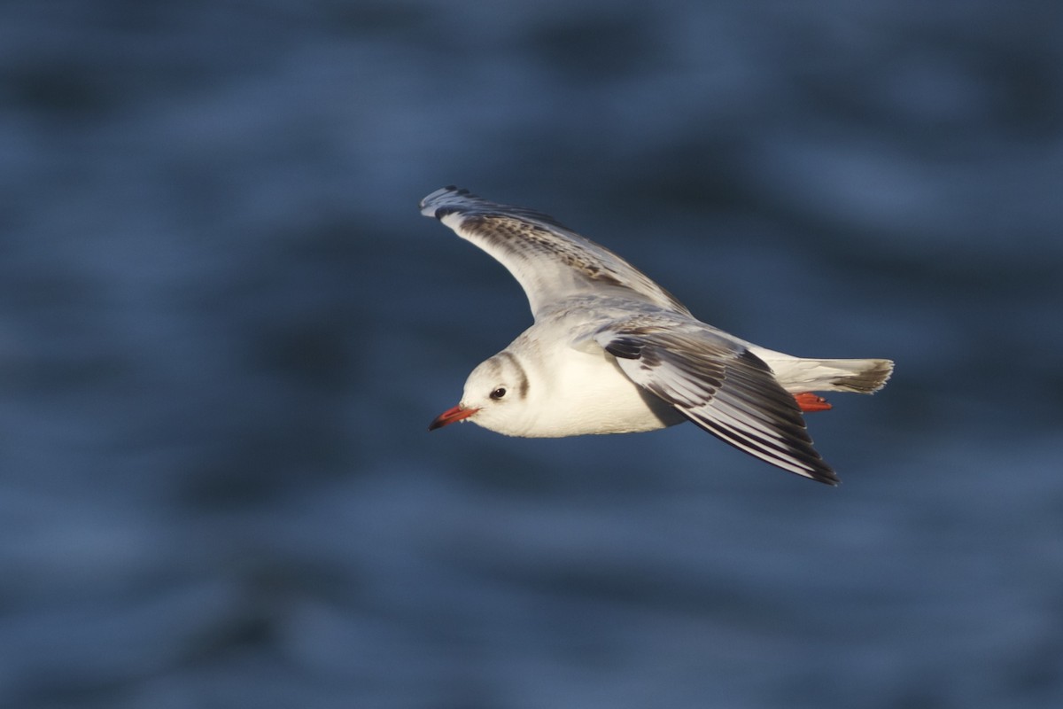 Mouette rieuse - ML39768661