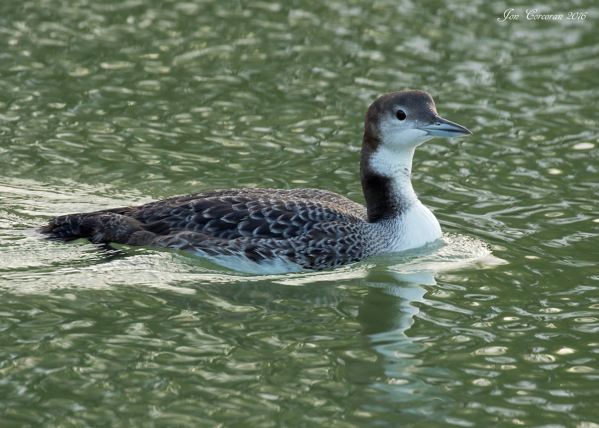 Plongeon huard - ML39768811