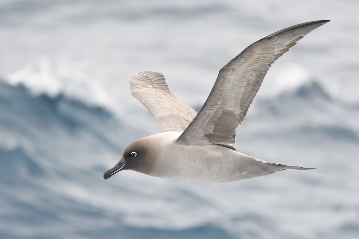 Light-mantled Albatross - ML397688151