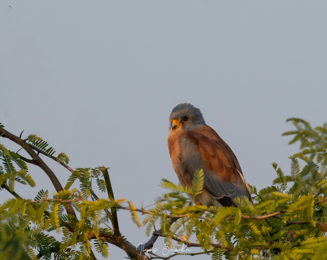 Lesser Kestrel - Ilyas Shaikh