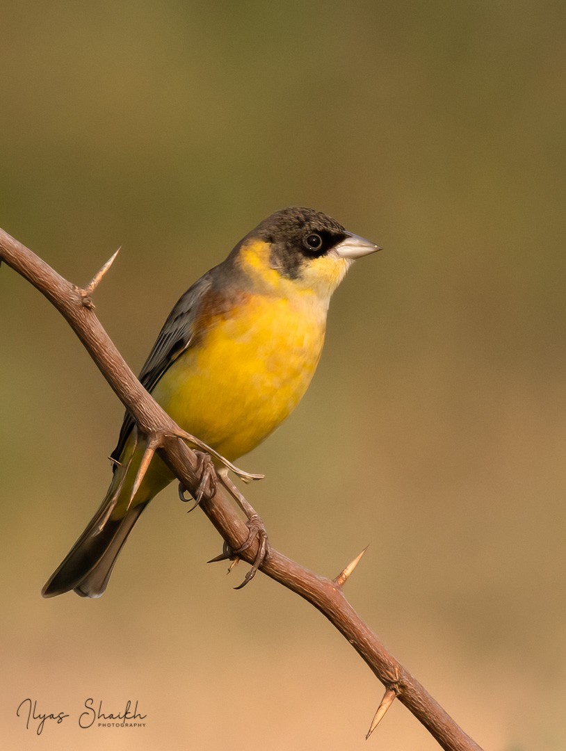 Black-headed Bunting - ML397688731