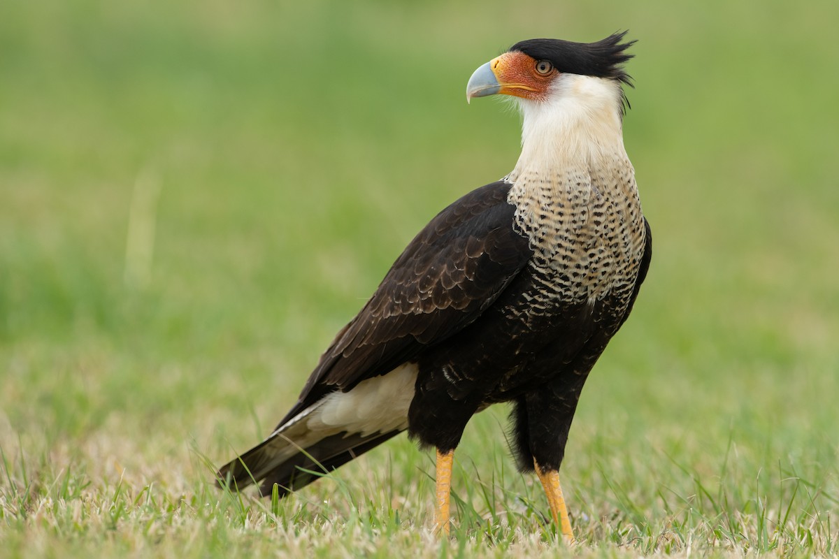 Crested Caracara - ML397688921
