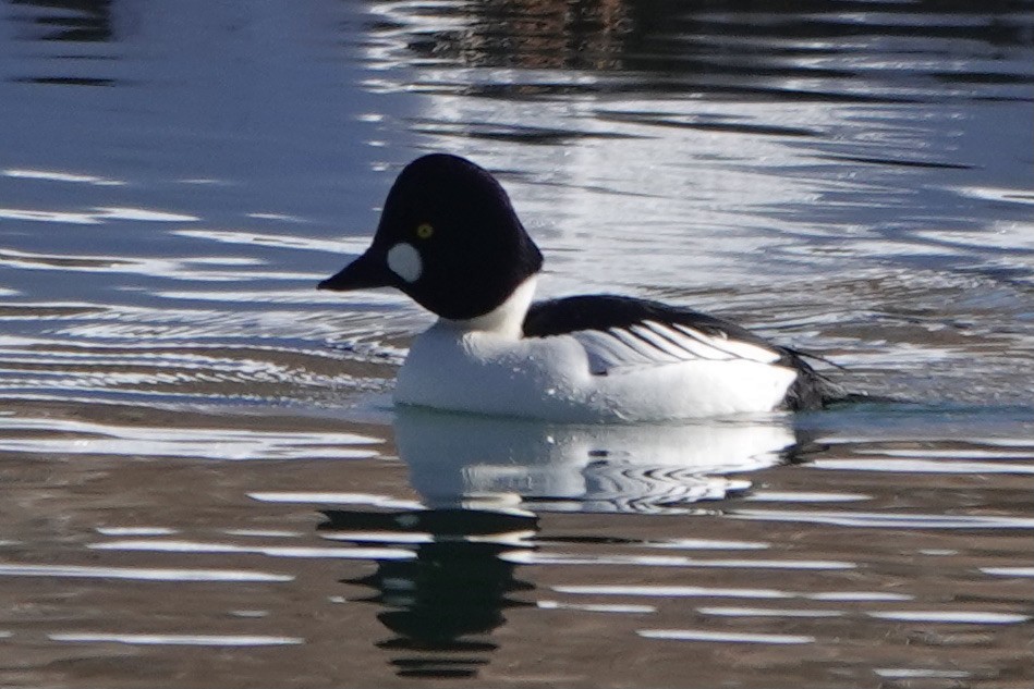 Common Goldeneye - Lee Burke