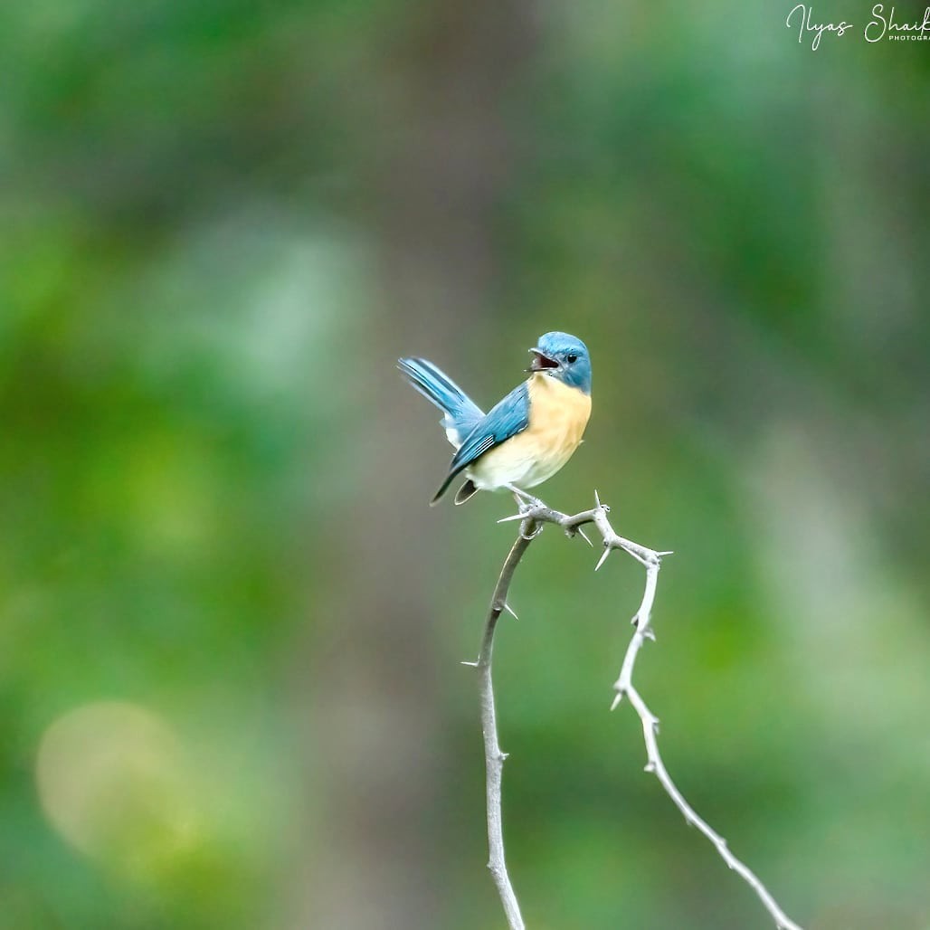 Tickell's Blue Flycatcher - ML397688971