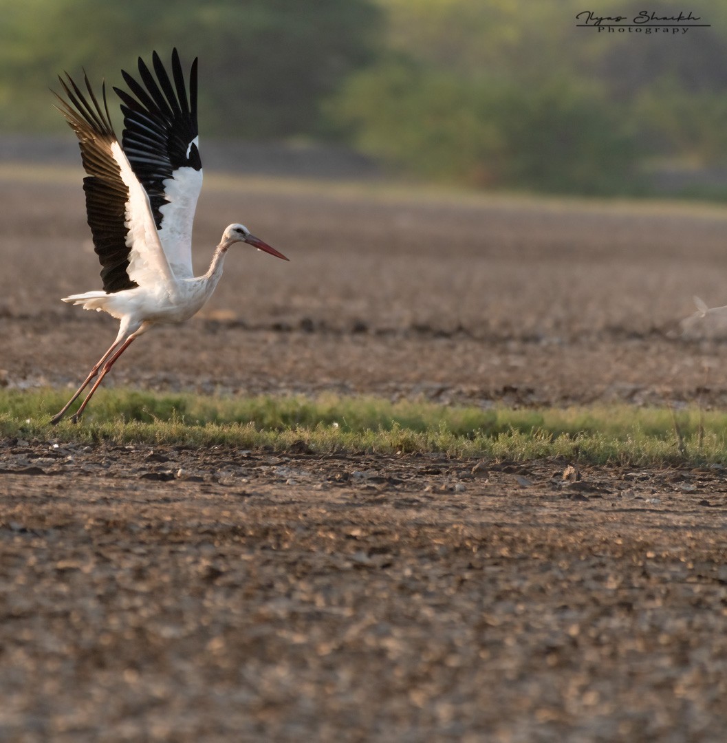 White Stork - ML397689351