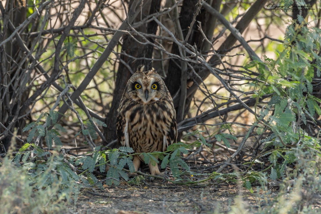 Short-eared Owl - ML397689421