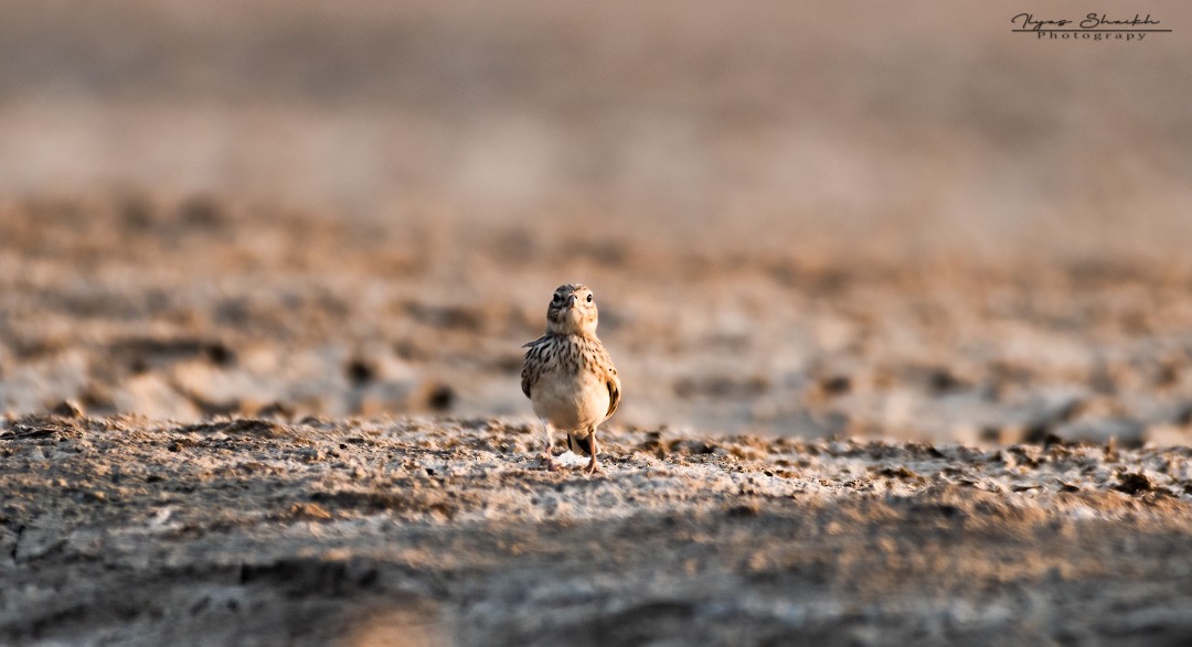 Sand Lark - ML397689611