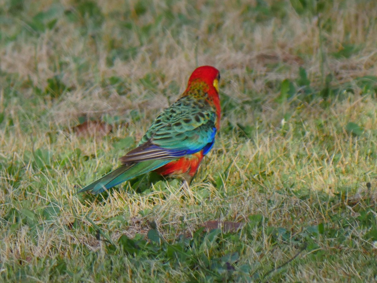 Western Rosella - ML39769311