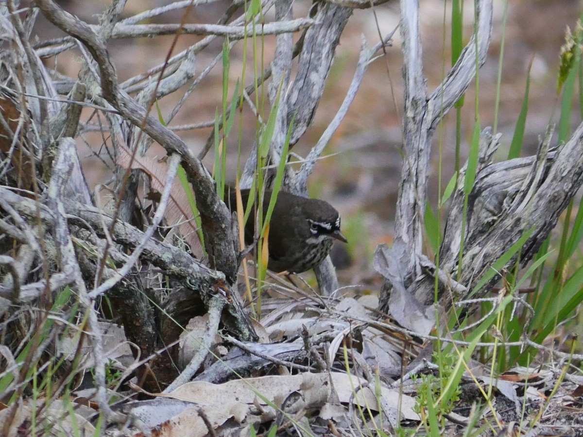 Spotted Scrubwren - ML39769341