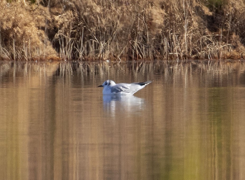 Mouette de Bonaparte - ML397694371