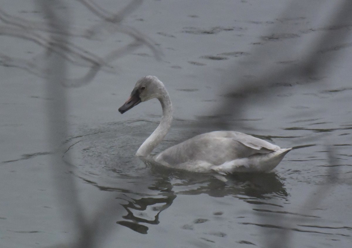 Mute Swan - lief gallagher