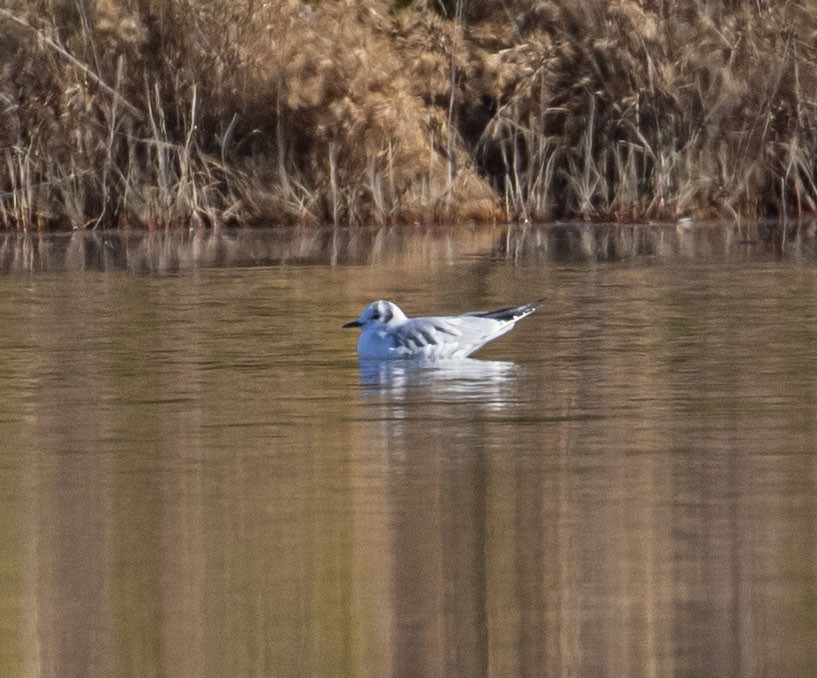 Mouette de Bonaparte - ML397694901