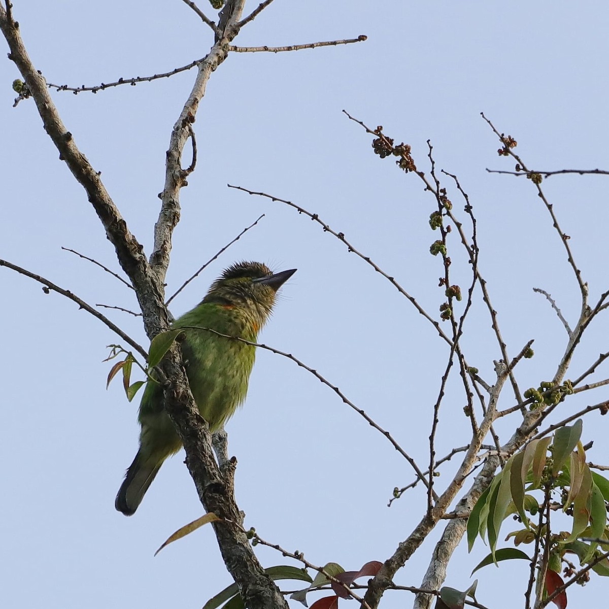 Green-eared Barbet - Nattapong Banhomglin