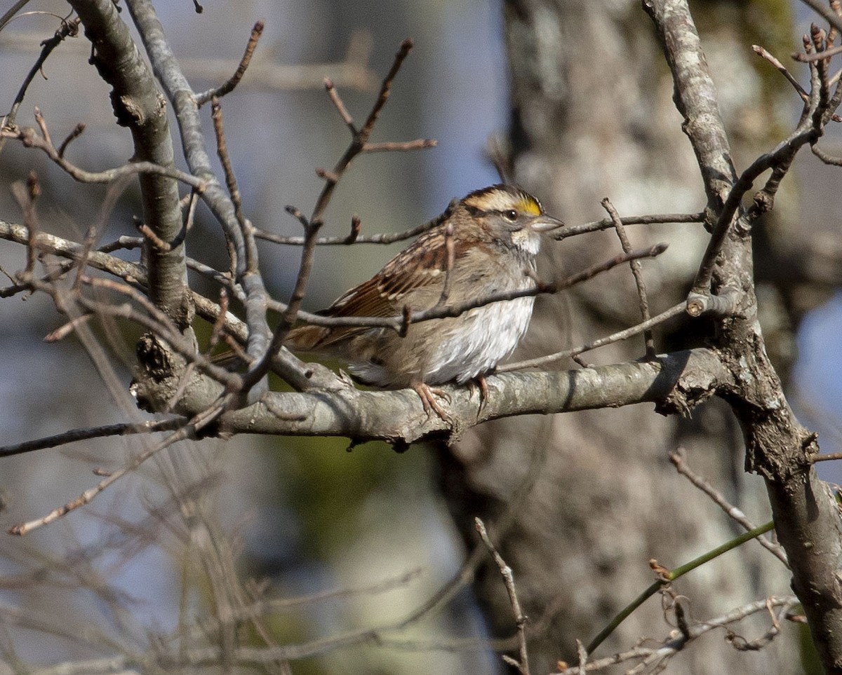 White-throated Sparrow - ML397696831
