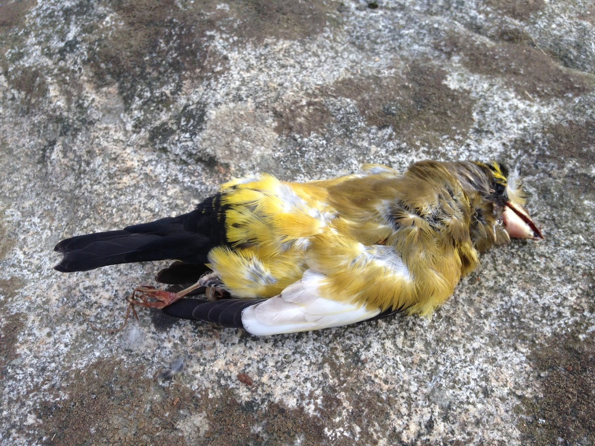 Evening Grosbeak - Connor Marland