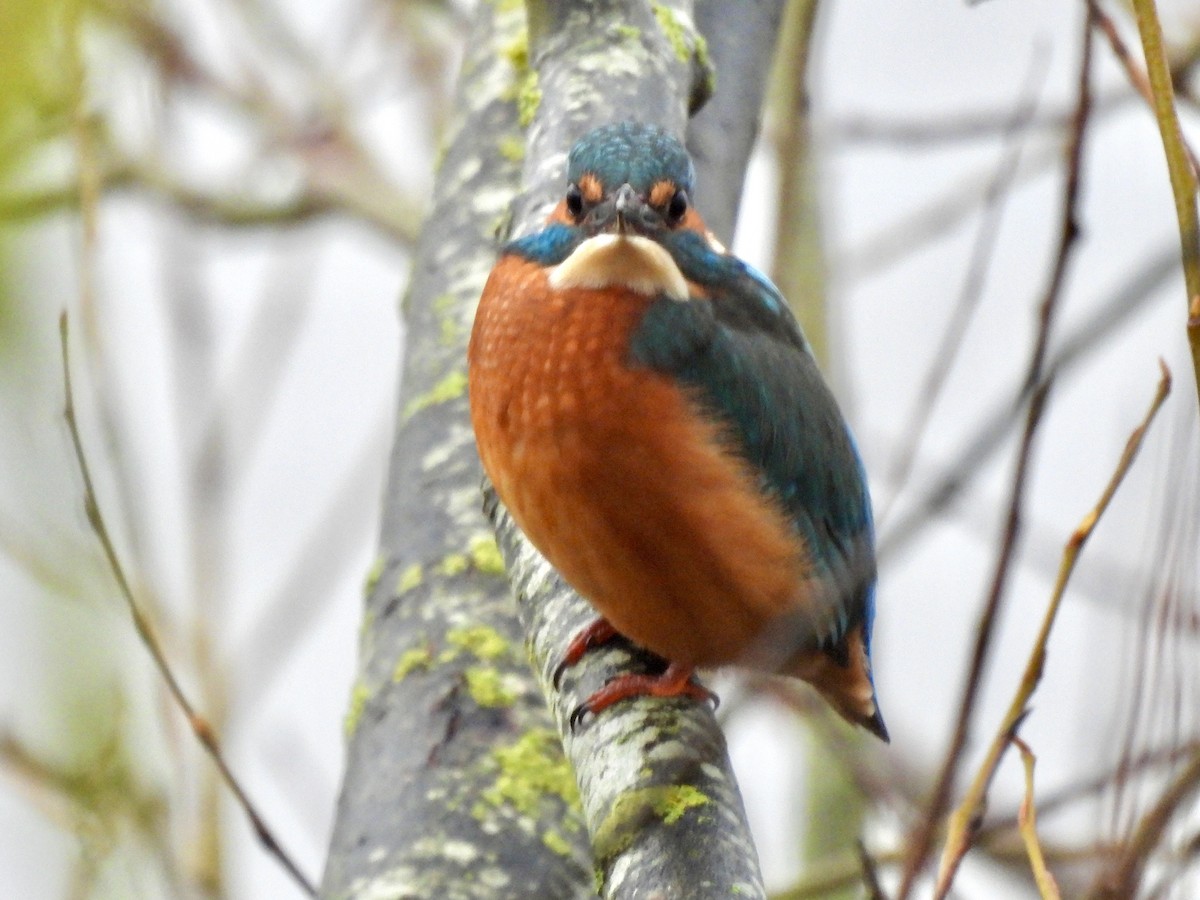 Common Kingfisher - ML397697331