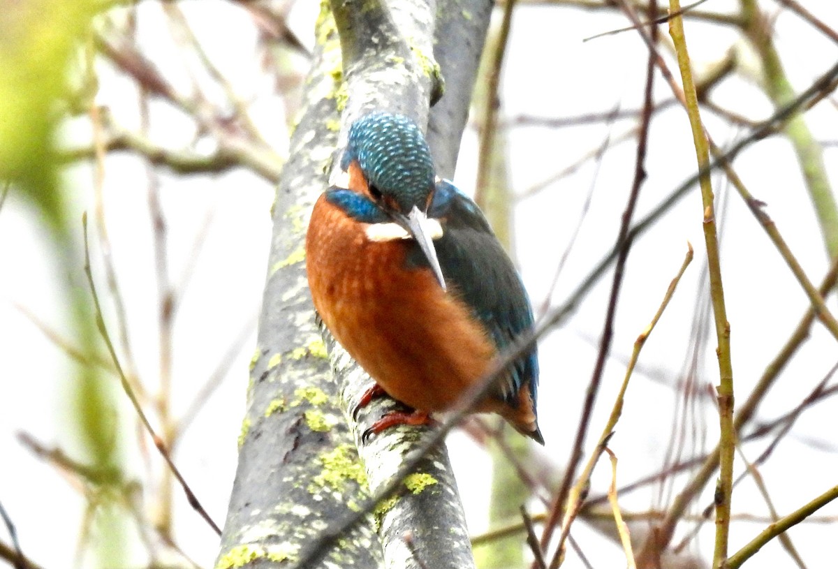 Common Kingfisher - ML397697341