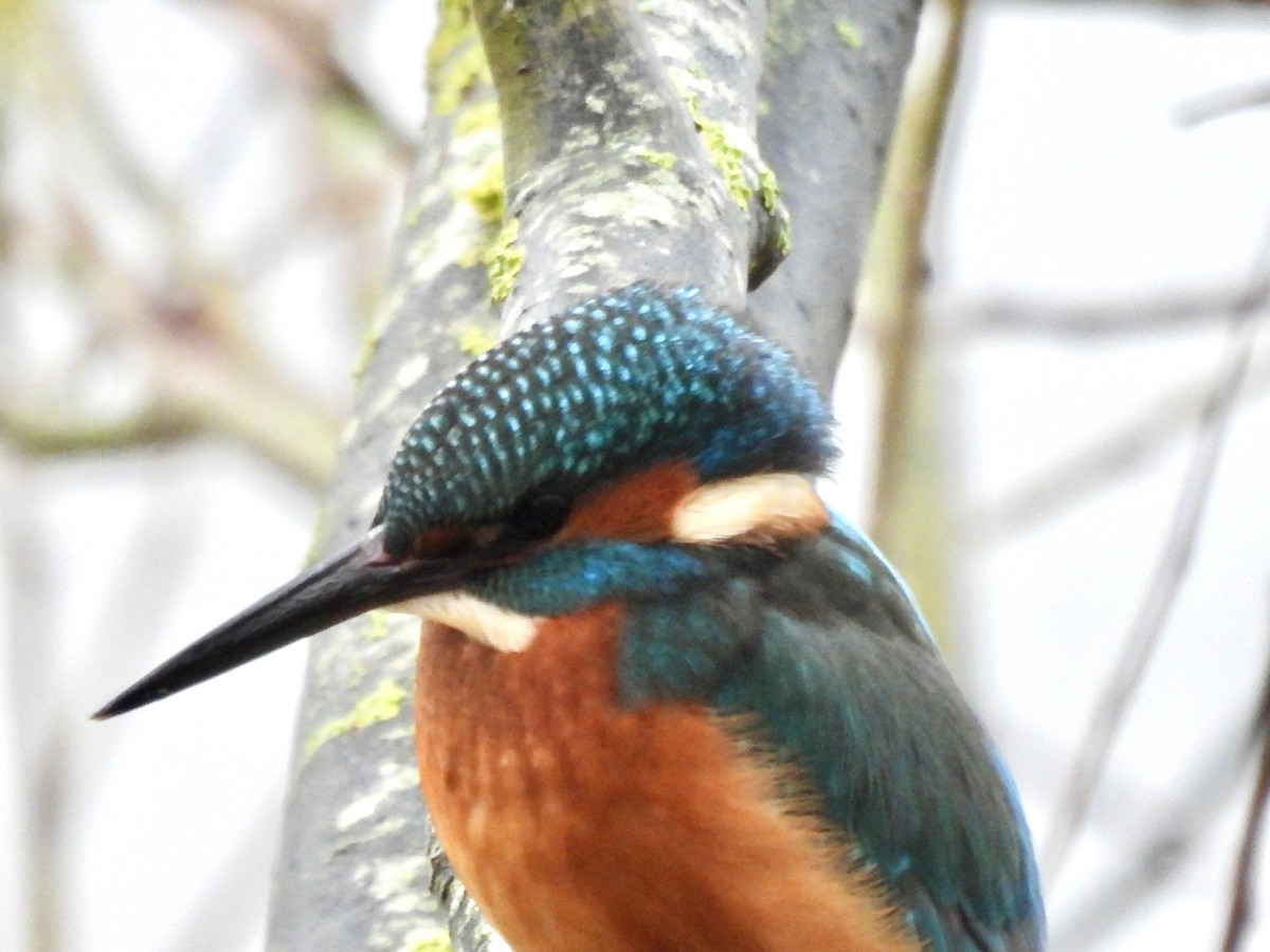 Common Kingfisher - ML397697351