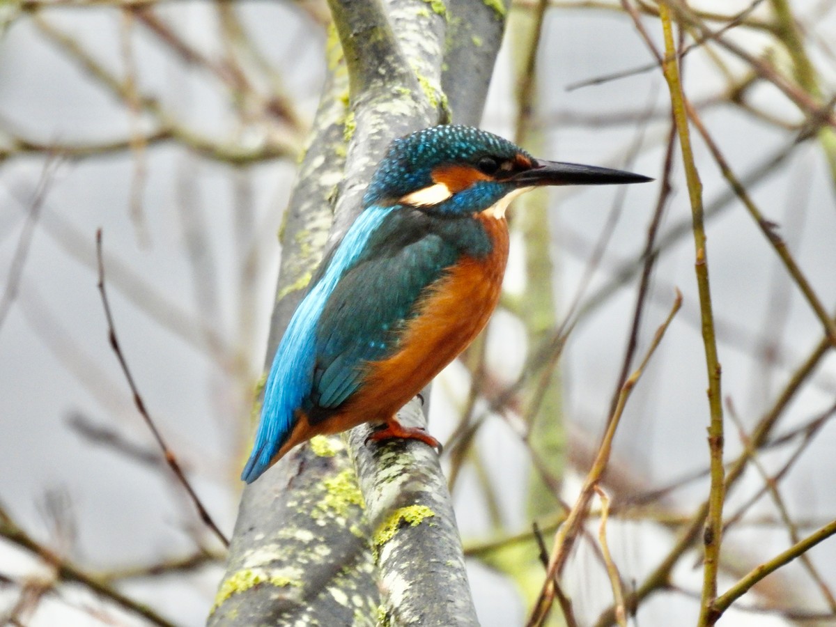 Common Kingfisher - ML397697371