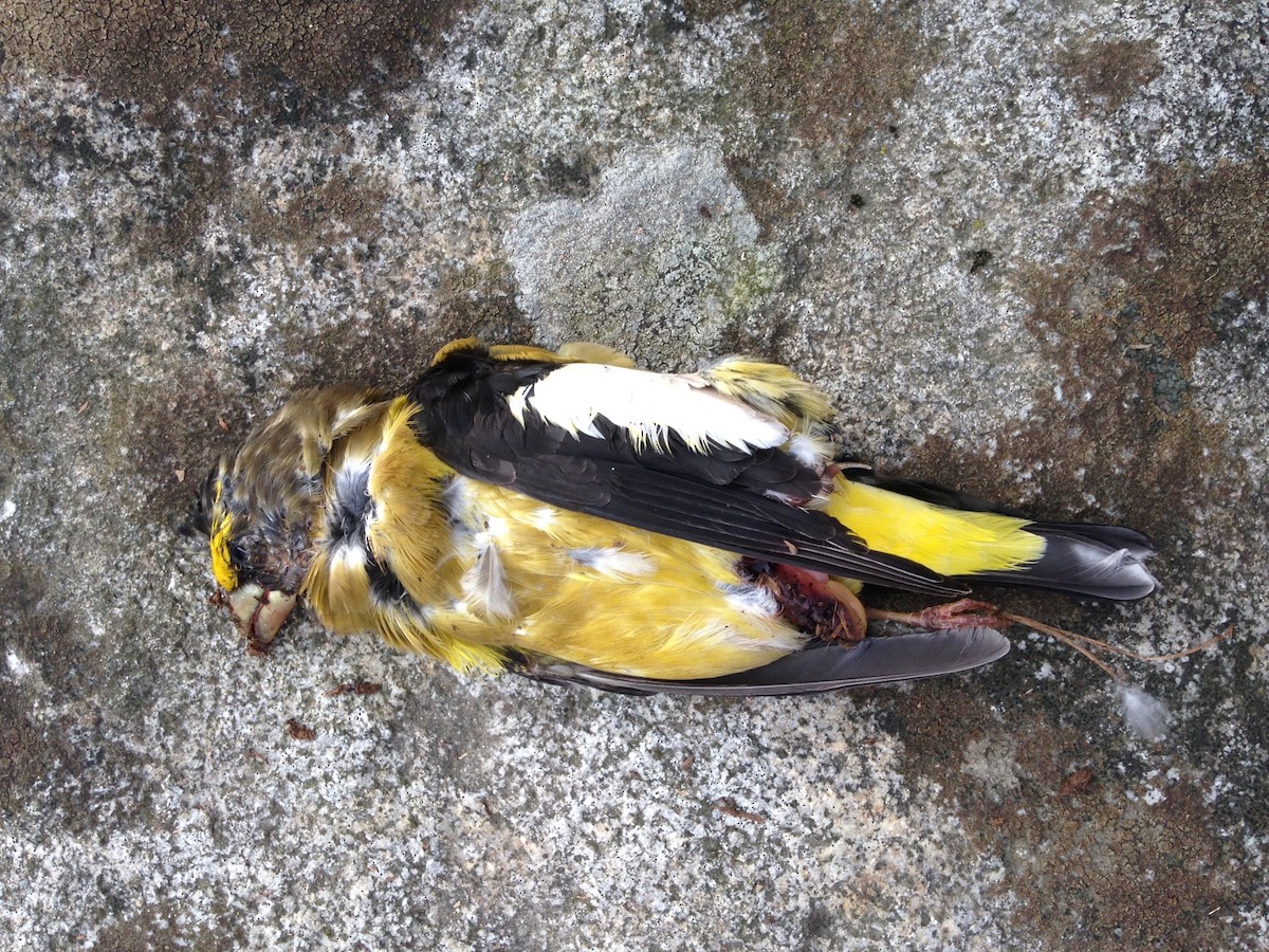 Evening Grosbeak - ML39769751